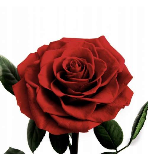 Trandafir Criogenat Rosu ManiaMagic
