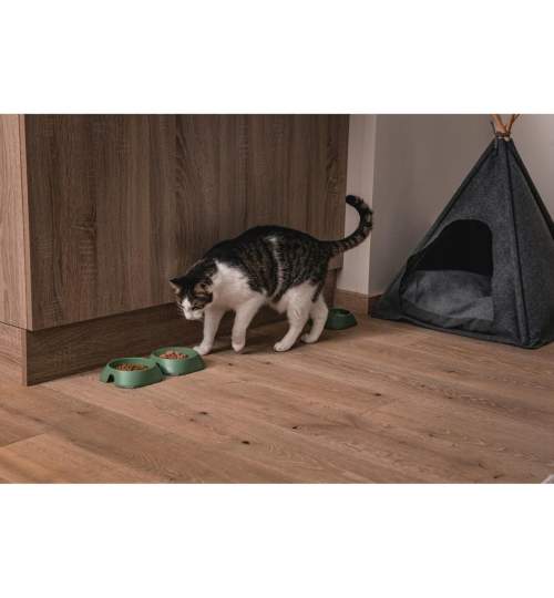 Castron, bol, plat, pentru caine, pisica, suporti antiderapanti, PET reciclat, verde, 13x13x3.6 cm MART-006-008