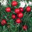 Set Fructe de Padure artificiale Red Berries Decoratiune pentru Brad de Craciun, diametru 12mm, 50buc