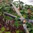 Foarfeca gard viu, arbusti, tip bypass, lama teflonata, maner telescopic 71-83 cm, Richmann Exclusive MART-C0375